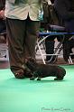 Crufts2011_2 1333